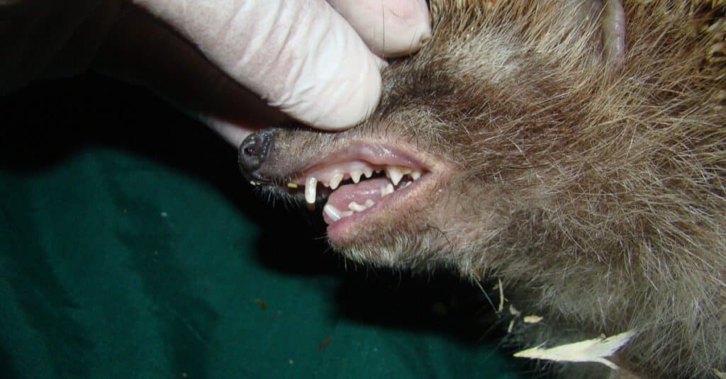 Hedgehog Teeth - View inside mouth