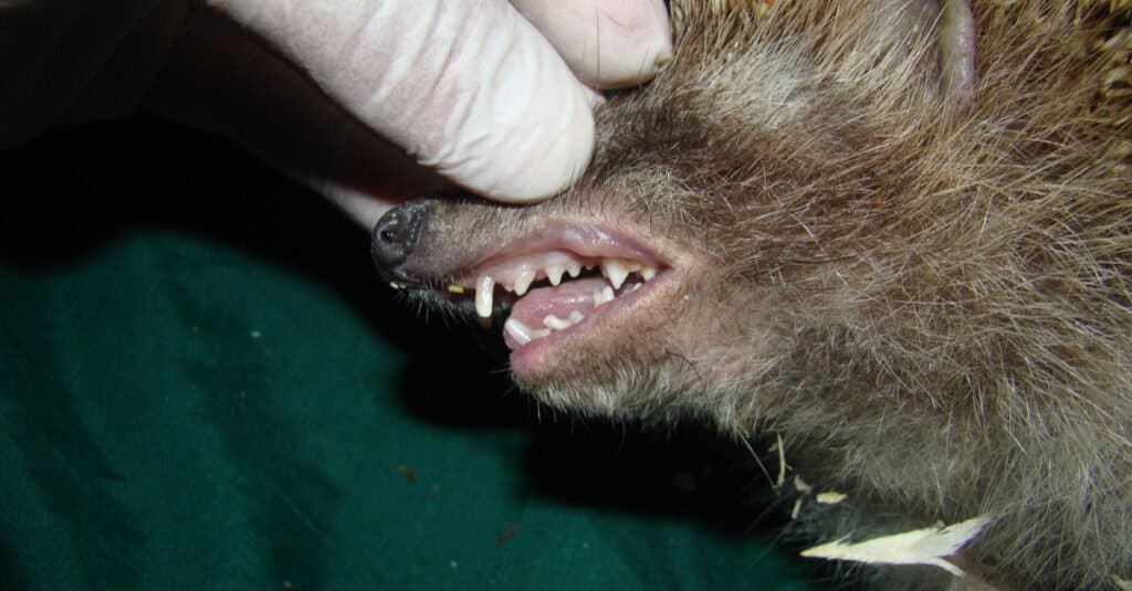 African Pygmy Hedgehog Teeth