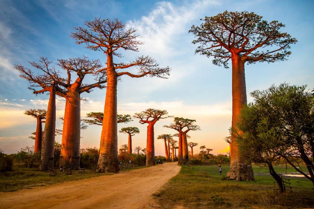 Madagascar - Baobab trees
