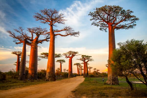 Madagascar is the largest island in Africa