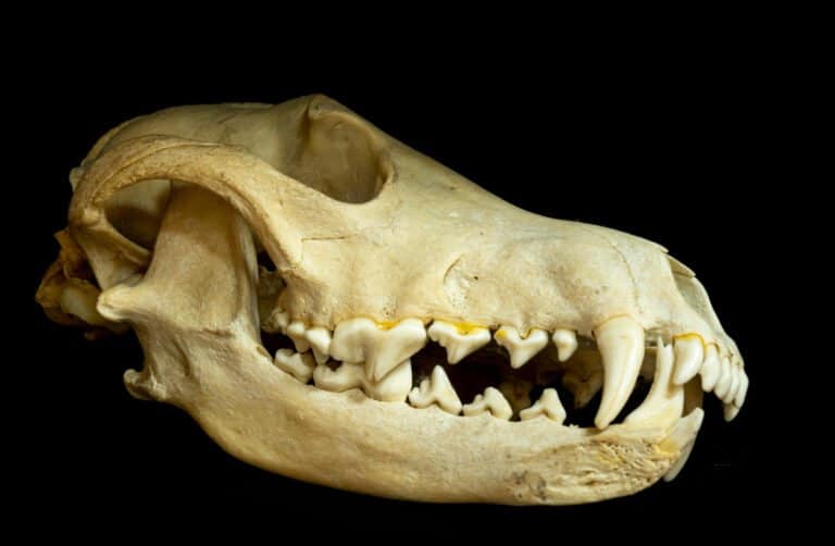 Coyote Teeth: Everything You Need to Know - A-Z Animals