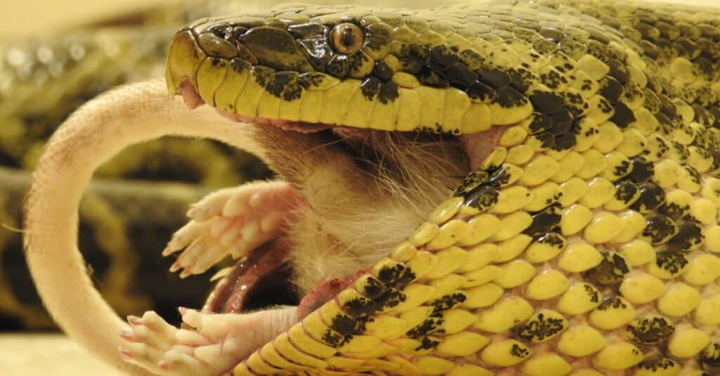 What Do Anacondas Eat - Yellow Anaconda Eating a Rodent