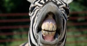 Zebra Teeth: Everything You Need To Know Picture