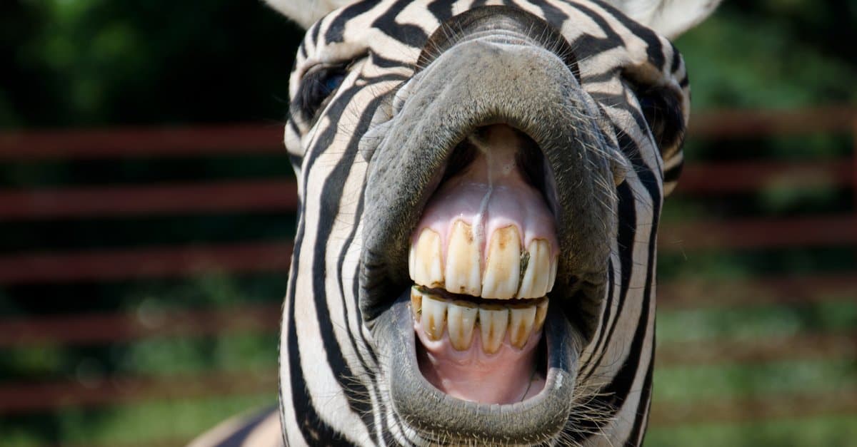 Zebra Teeth: Everything You Need To Know - AZ Animals