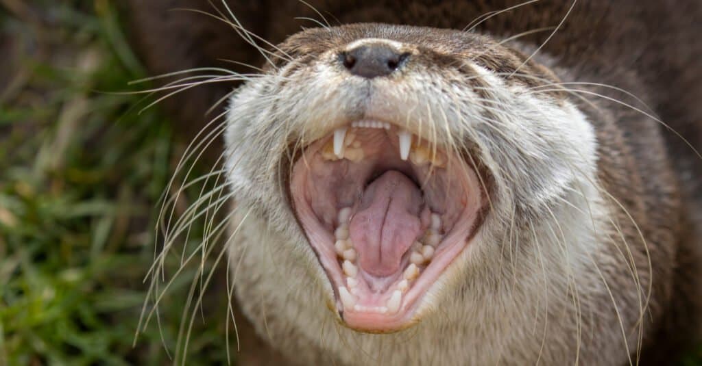 are otters canines