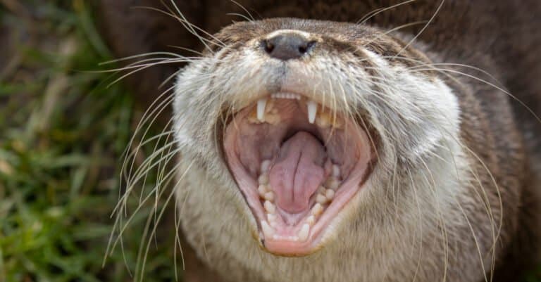 Otter Teeth - Otter showing teeth