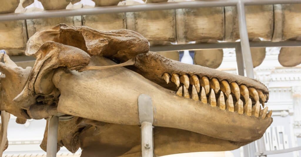 Killer Whale Teeth - Killer Whale Skull