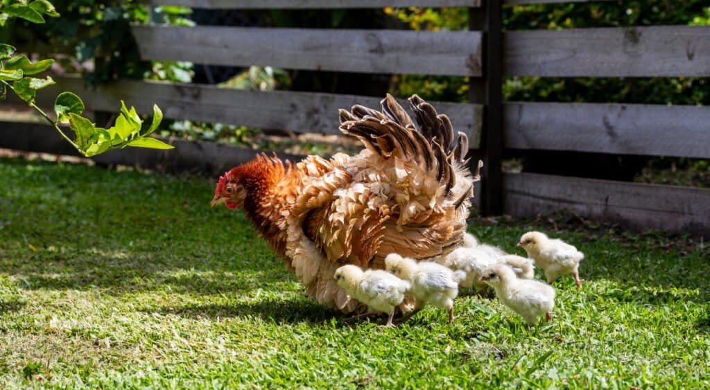 frizzle hen and chicks