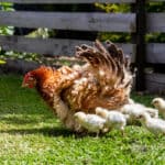 When breeding two frizzled chickens, the offspring will be in a 1:2:1 ratio with 25 percent smooth, 50 percent frizzled, and 25 percent overly-frizzled.
