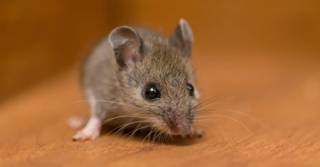 Baby White Footed Mouse at Jerry Jones blog