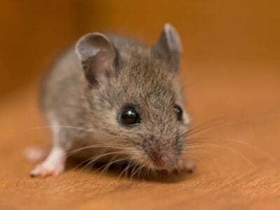 A Mouse Quiz: Test What You Know!