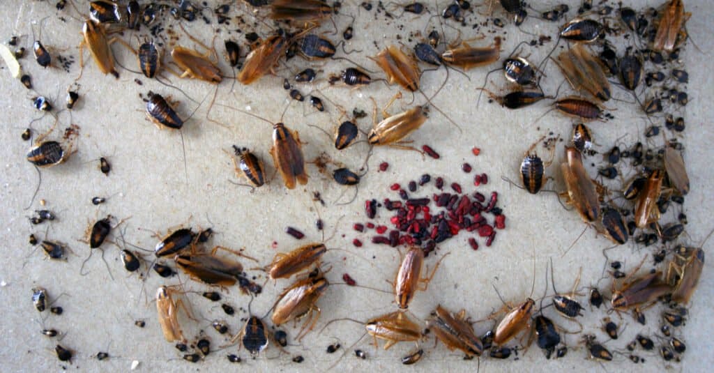 Cockroach Eggs and Egg Sacks - Egg Case