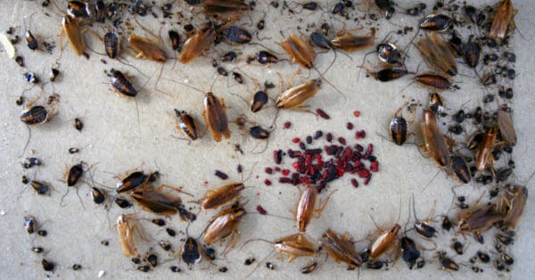 The Top Four Most Common Roaches In New York City - A-Z Animals