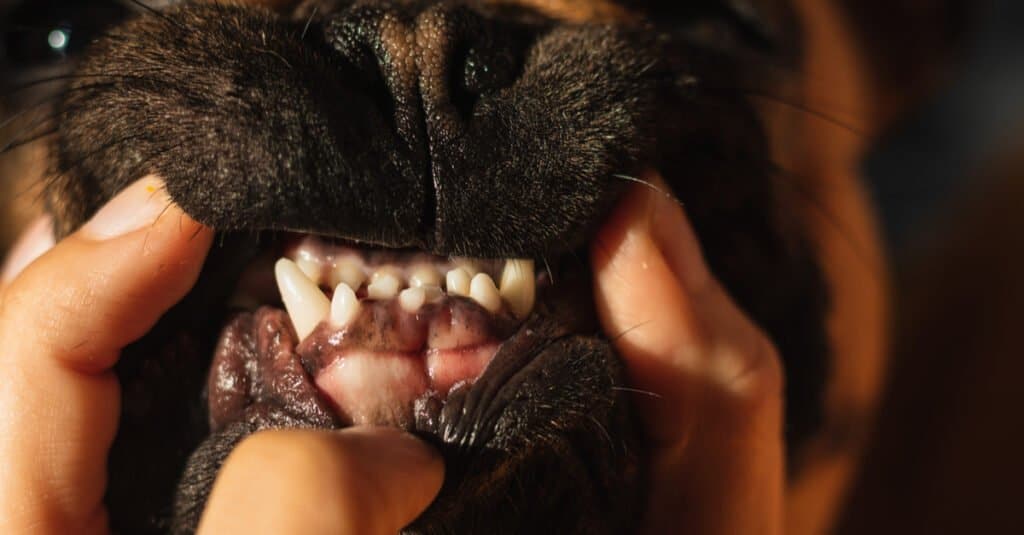 Bulldog teeth - a bulldog showing its teeth