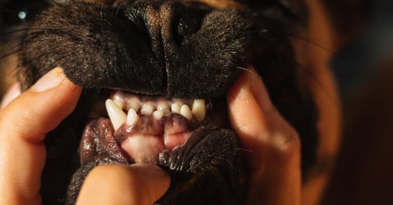 Bulldog Teeth: Everything You Need To Know - A-Z Animals