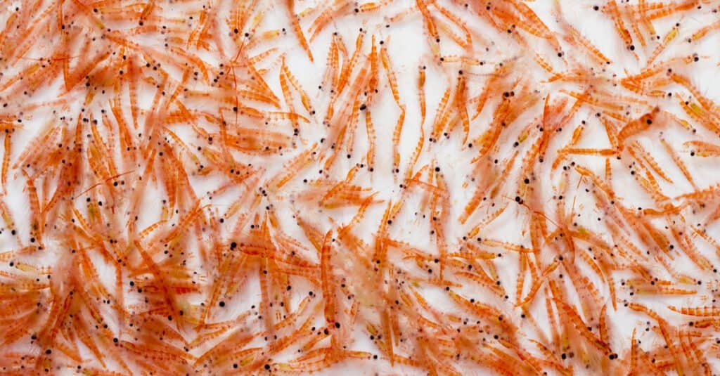 What do krills eat - group of krill