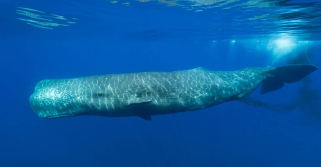 Shark Poop - A Sperm Whale Defacating