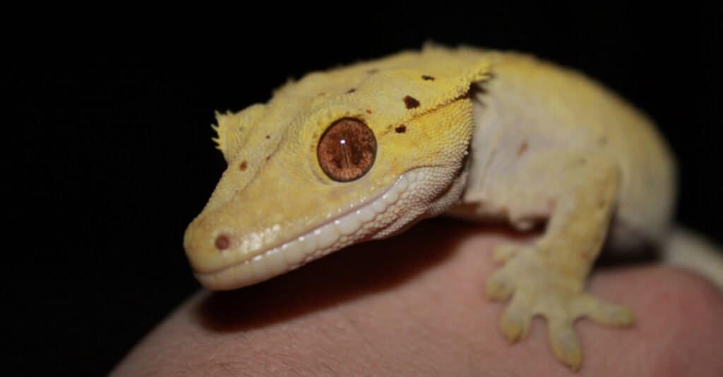 Crested Gecko Morphs - Dalmatian 