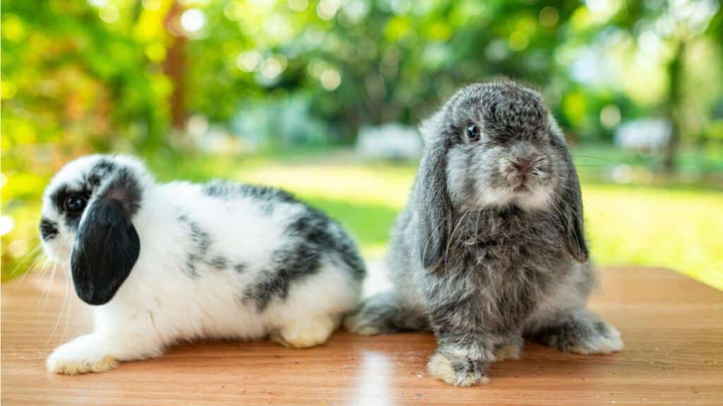 mini lop rabbits fully grown