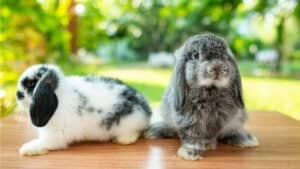 Holland Lop Colors: Rarest to Most Common Picture
