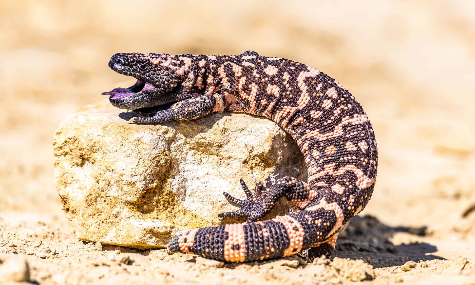 Lizard Gila Monster( Heloderma suspectum)