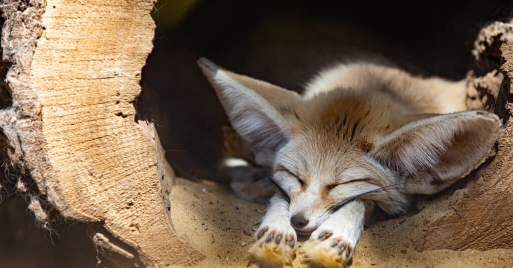 baby fennec fox closeup