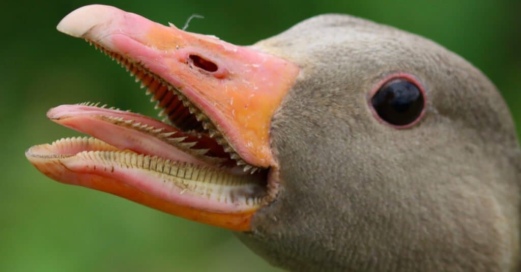 Goose Teeth - Goose Tongue