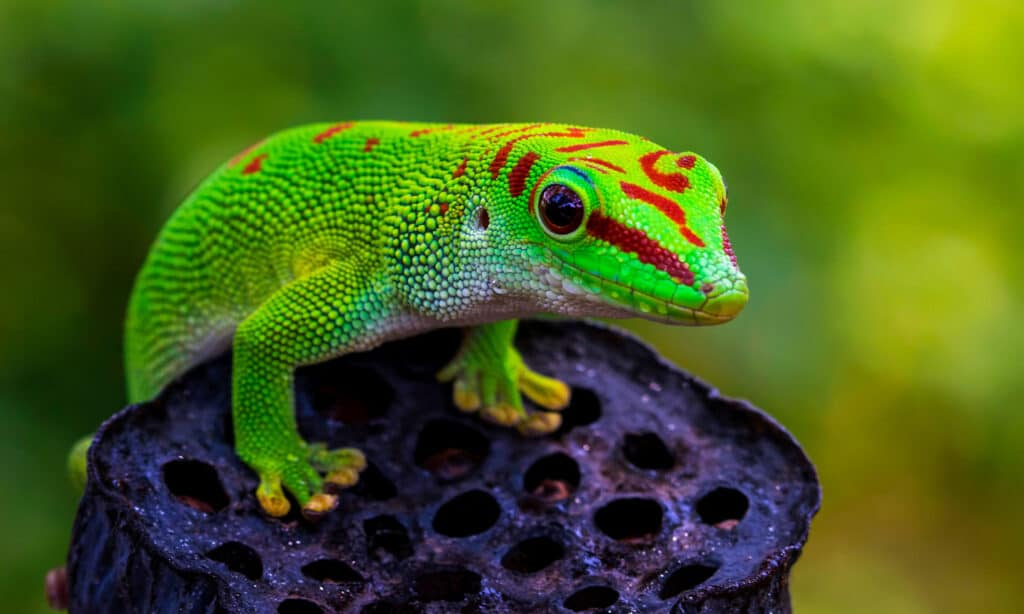 types of green lizards