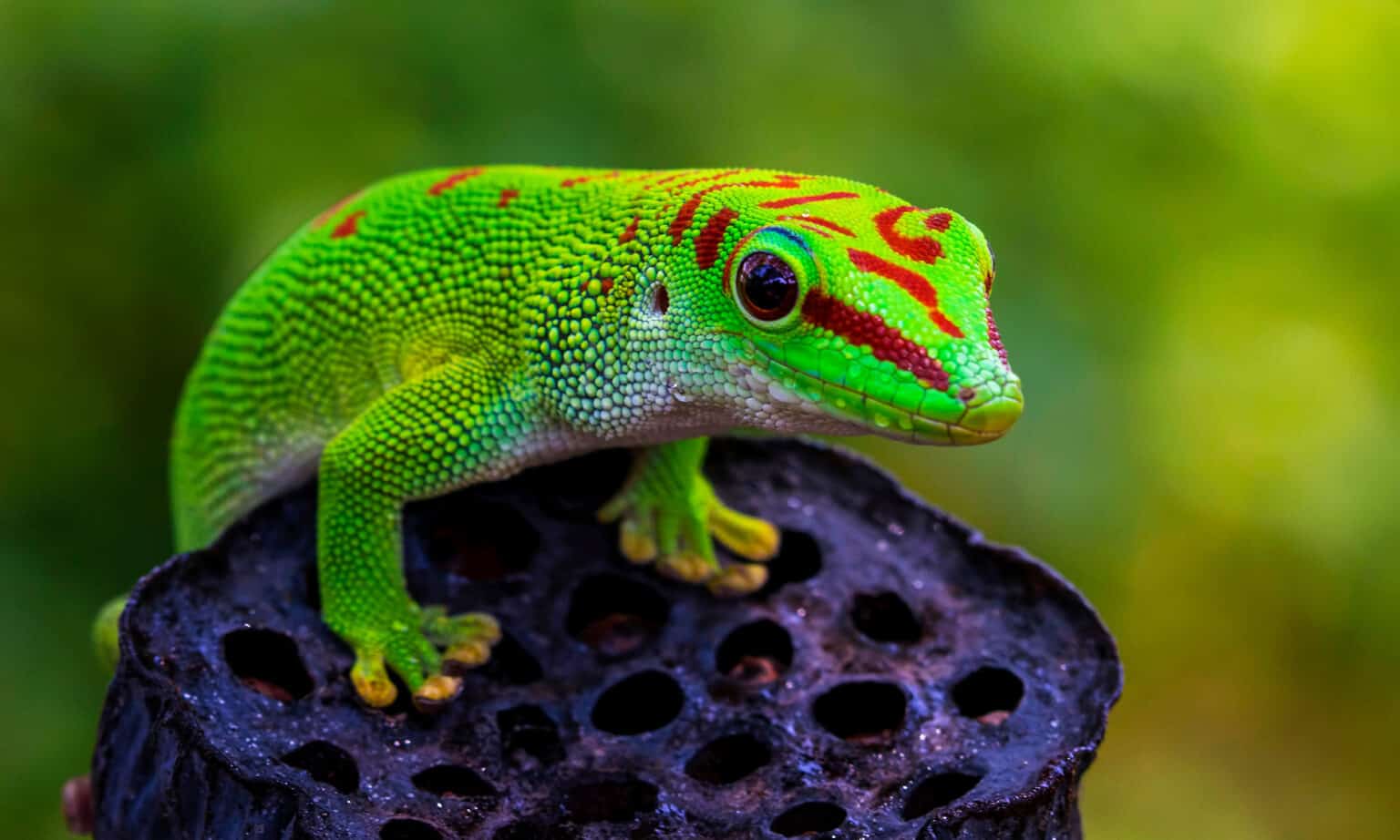 The Top 10 Most Recommended Types of Pet Geckos - A-Z Animals