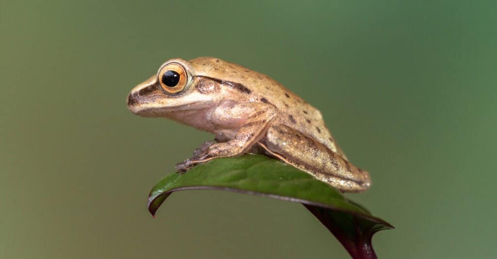 little frog on leaf