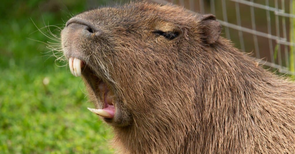 Capybara vs nutria