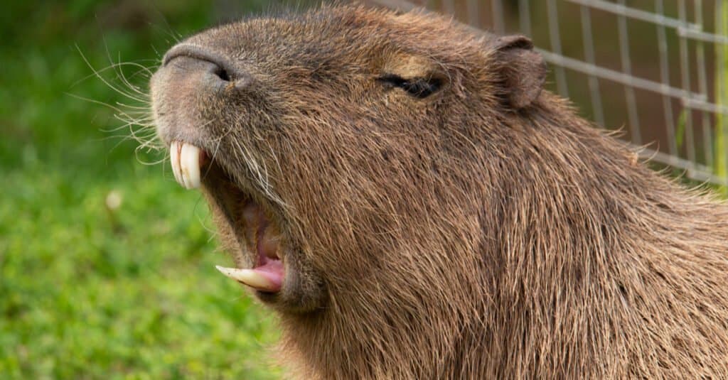 Capybara Mouth