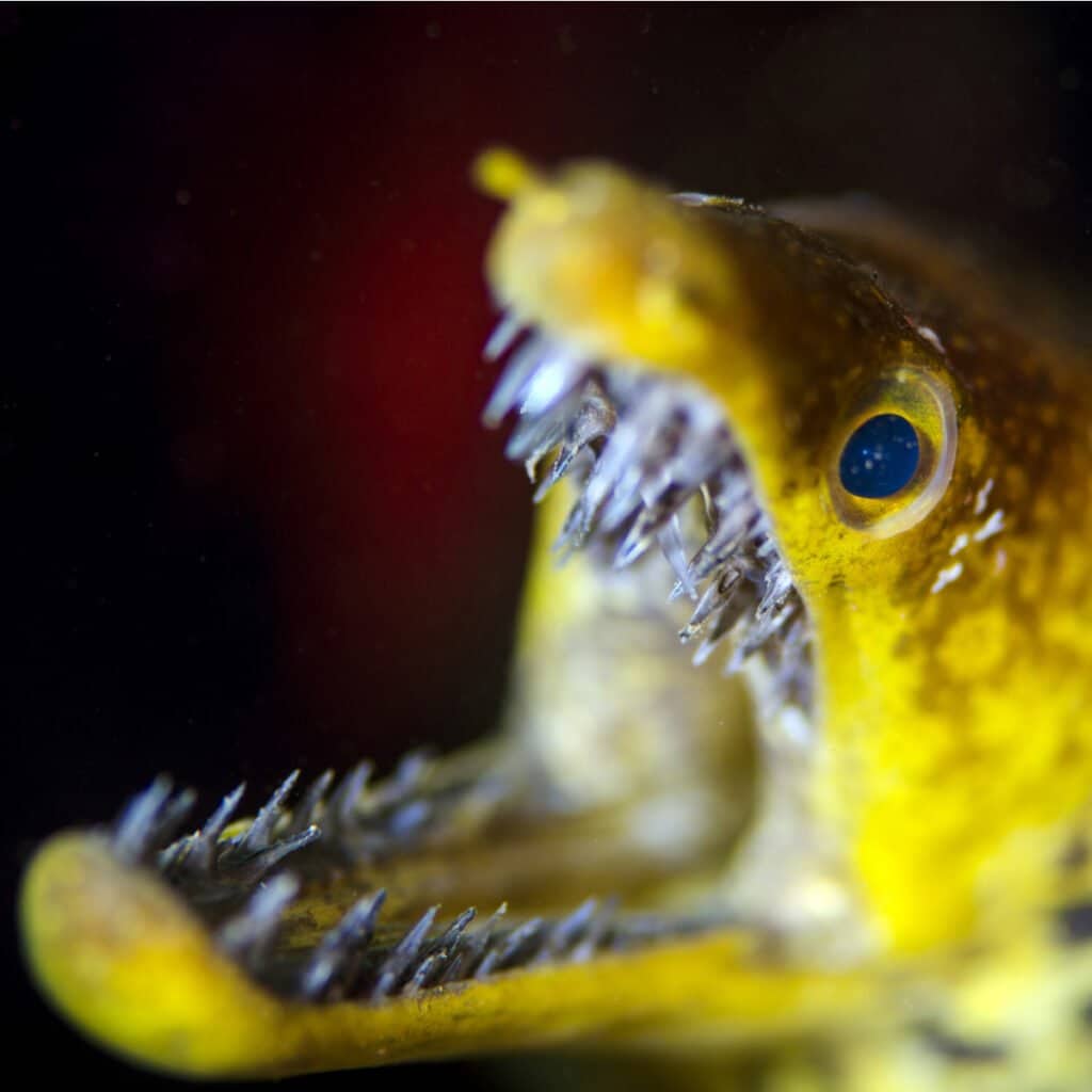 Electric Eel Teeth