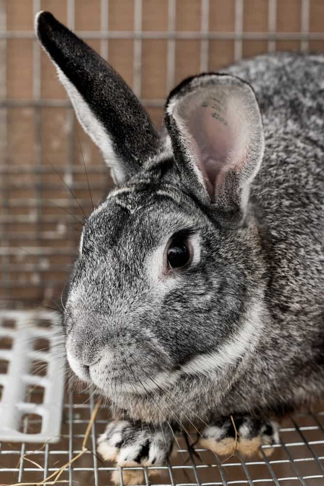 Silver Chinchilla First Grade Czech Rabbit Skins