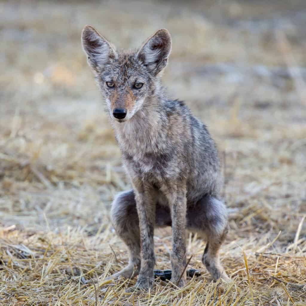 Coyote Scat - A Young Coyote Pooping