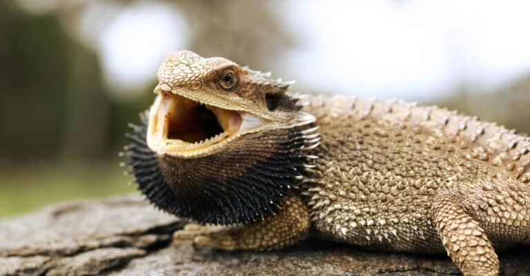 Bearded Lizard Teeth - Open Mouth