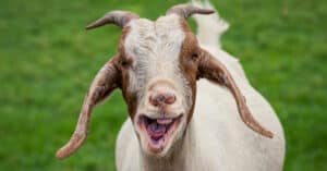 Goat Teeth: Do Goats Have Upper Teeth? Picture