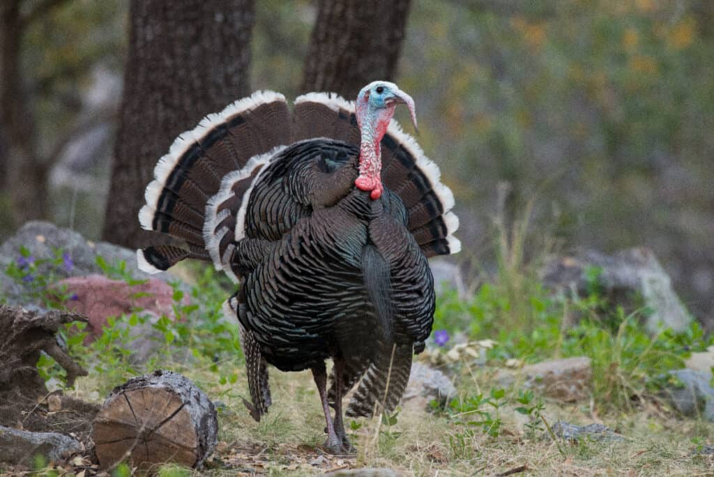 wild turkey flying