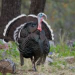 When awake, turkeys spend most of their time looking for food.