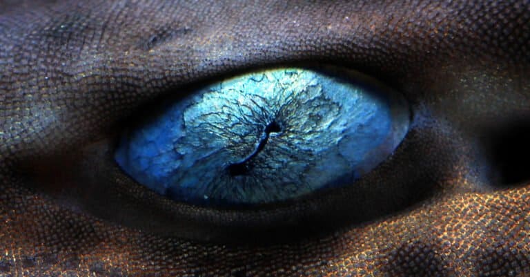 Shark Eyelids - Close up of Shark Eye