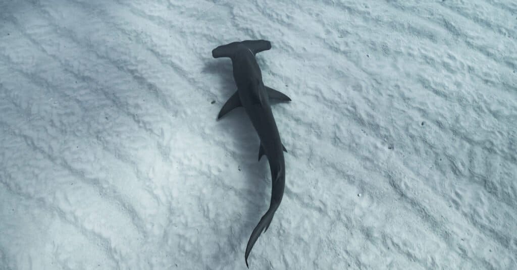 baby hammerhead shark closeup