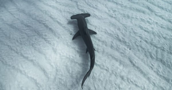 What’s a Baby Hammerhead Shark Called + 4 More Facts! - AZ Animals