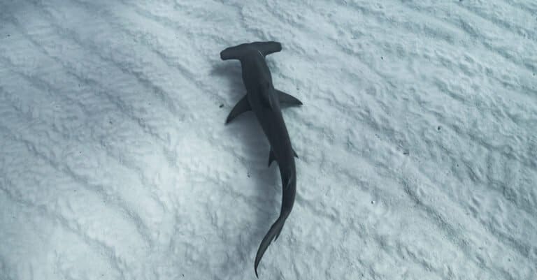 baby hammerhead shark closeup
