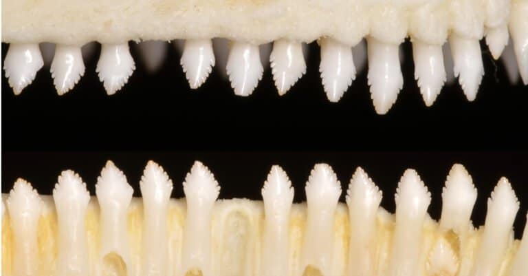Lizard Teeth - Pleurodont Teeth