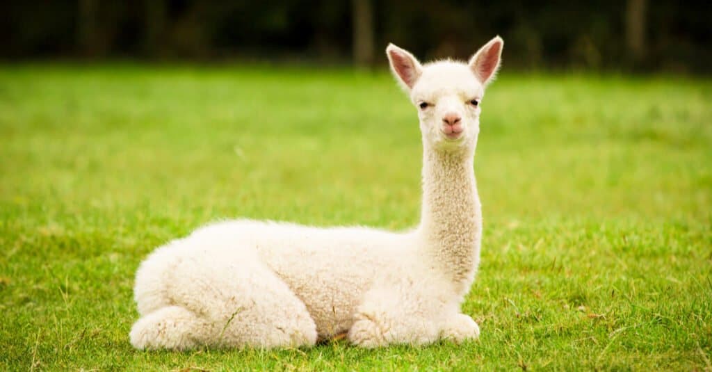 adorable baby alpaca