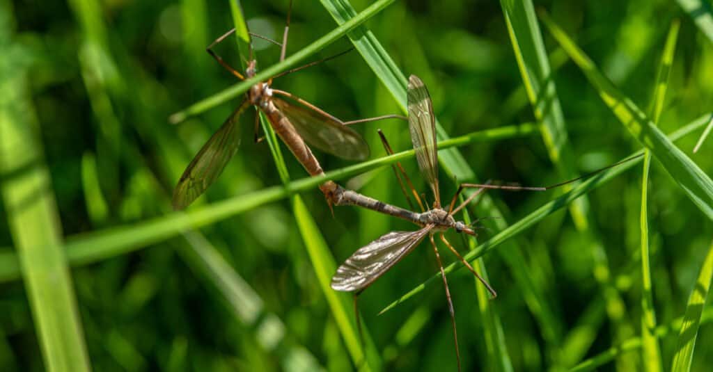 Are Daddy Long Legs Poisonous or Dangerous - Spiders