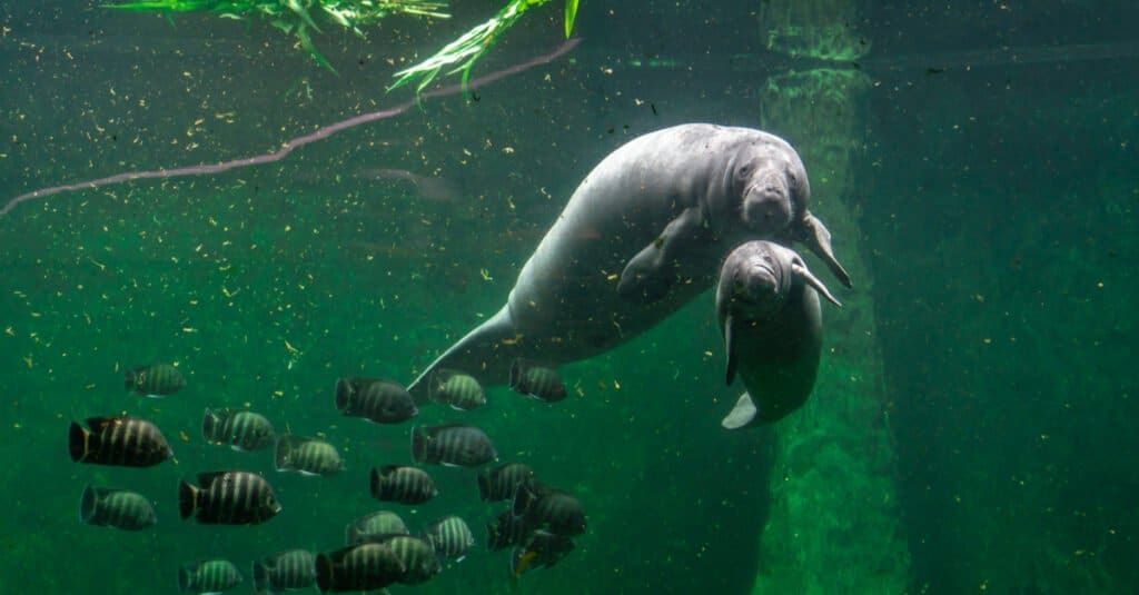 baby manatee and mother