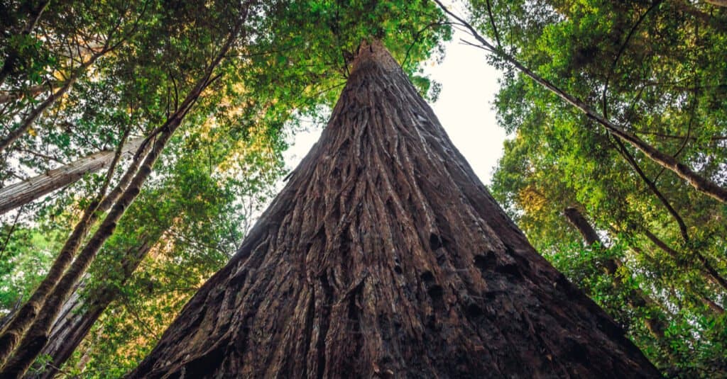 Hyperion is the tallest tree in the world