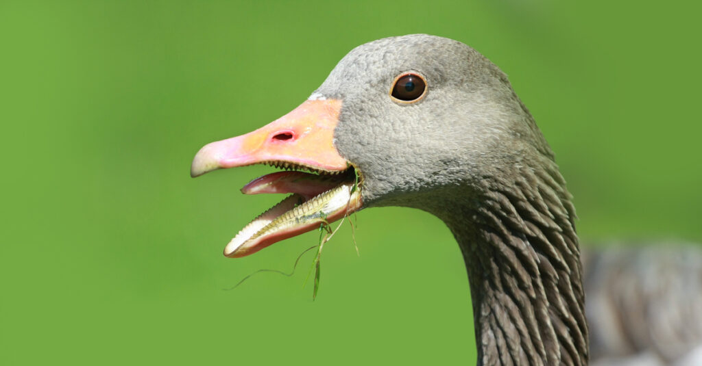 Duck Teeth - ภาพระยะใกล้ของ Goose lamellae
