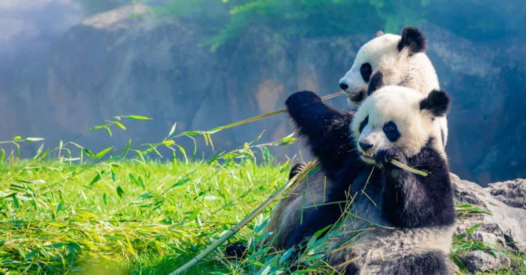 red panda vs panda